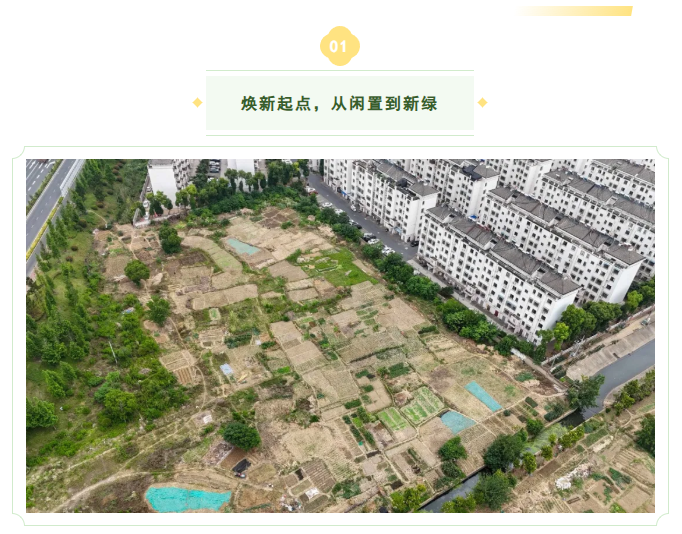 国企担当治荒貌,闲置地块焕新绿 1